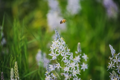 蜜蜂在白花上盘旋